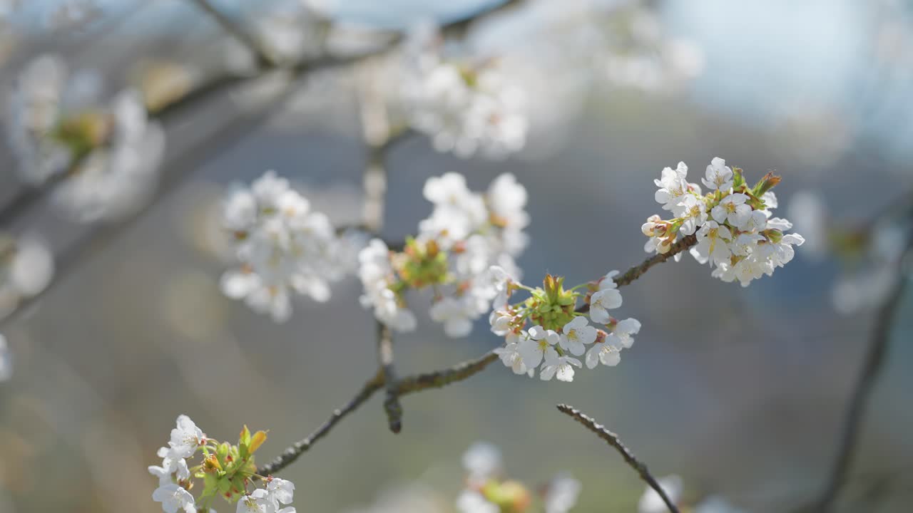 꽃을 피우고 있는 체리 나무 의 섬세한 꽃 의 클로즈업 파랄락스  ⁇