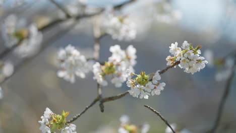 Close-up-parallax-shot-of-the-delicate-flowers-of-the-cherry-tree-in-full-bloom