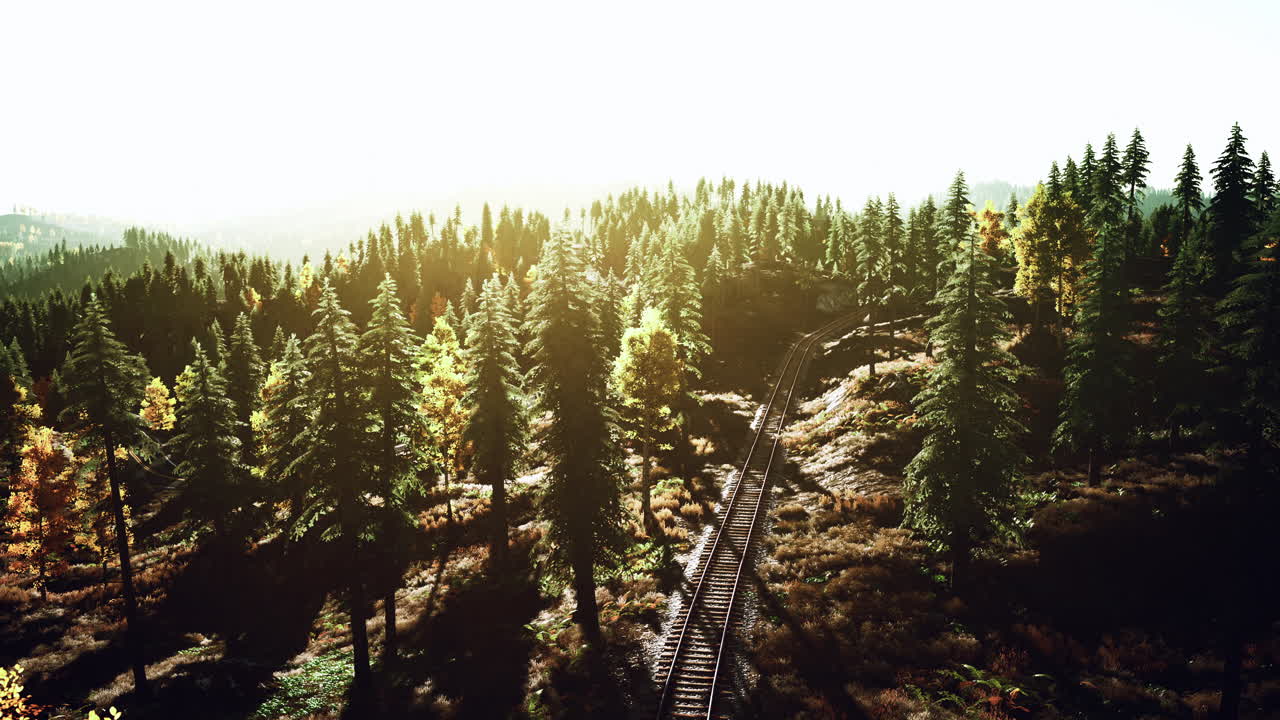 해가 지는 그림 같은 숲을 지나가는 것