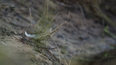 common sandpiper is looking for food at river bank mud in spring