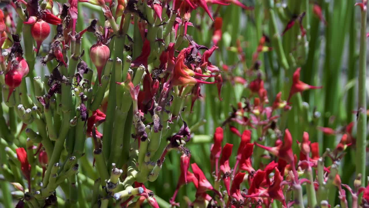 la planta de lápiz de palo rojo se balancea suavemente en la brisa