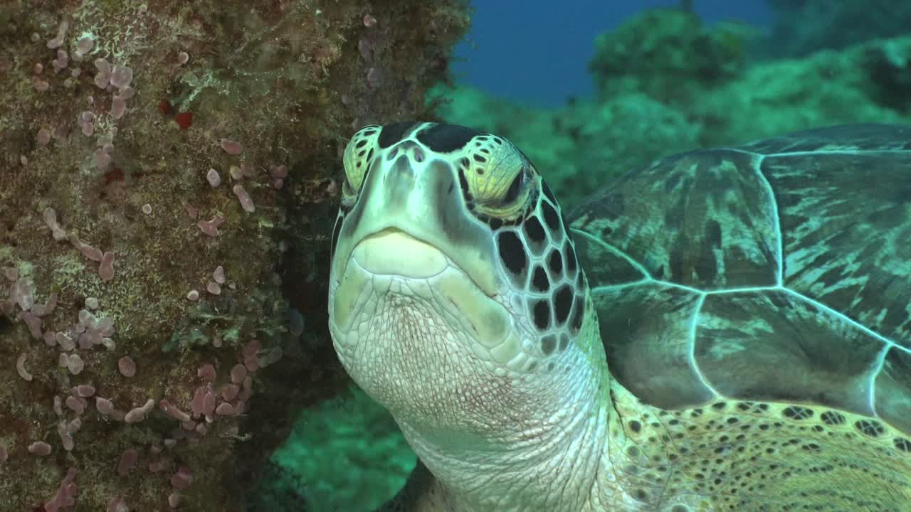 Premium stock video - Sea turtle close up on coral reef filmed from front