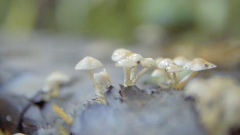 Slow-pull-out-shot-revealing-small-white-mushrooms-growing-out-of-a-fallen-tree