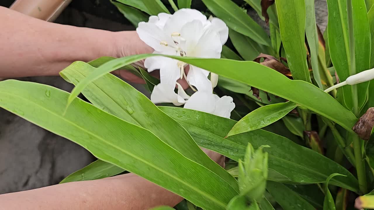 A pair of hands gently picking up blooming camia flower in the garden