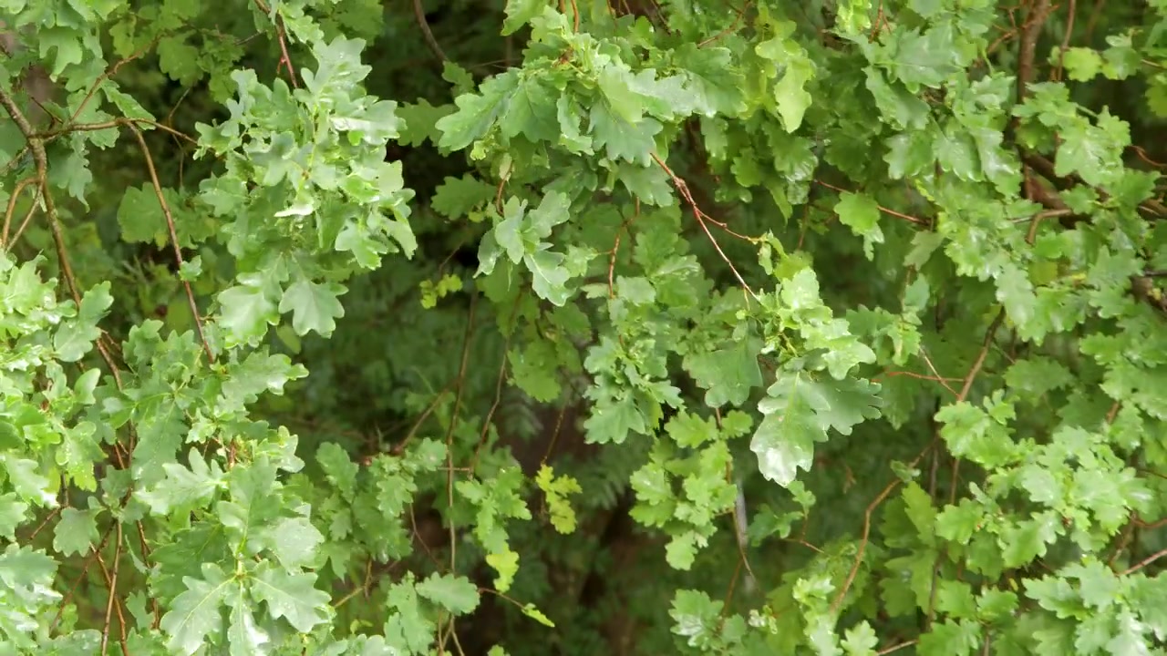 Foglie e rami rigogliosi di una quercia europea che frusciano delicatamente alla luce naturale del giorno