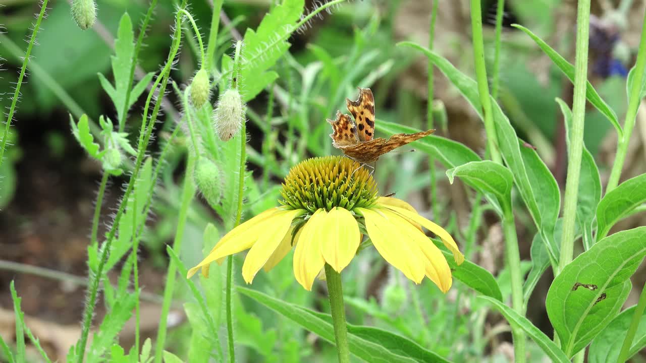 Comma butterfly feeding on a yellow coneflower