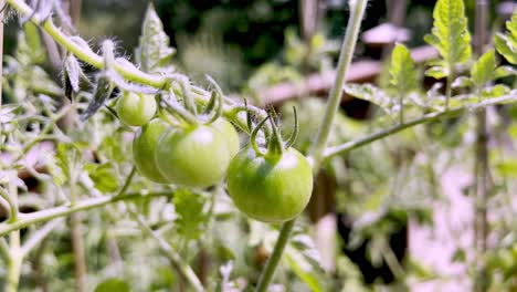 small tomato green on the vine