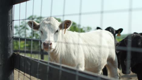 Experience the rustic charm as a cow&#039;s inquisitive gaze meets the challenge of flies on their face through a textured fence post
