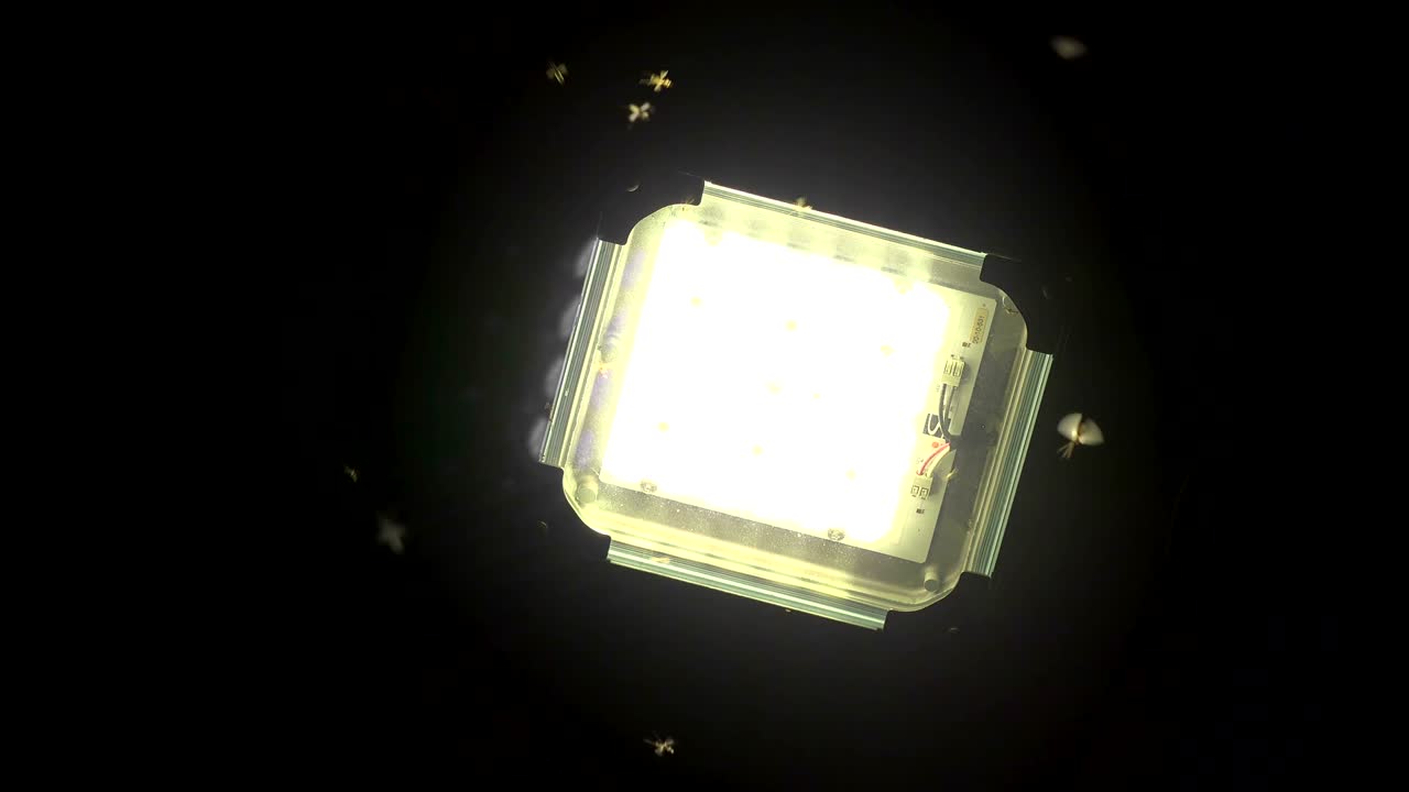 어 속에서 날아다니는 모기와 함께 led 패널 조명