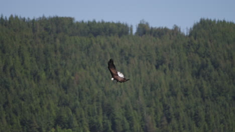 Ein-Adler-Fliegt-In-British-Columbia,-Kanada,-über-Den-Ozean-Und-Sucht-Nach-Fischen