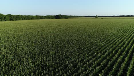 Slow-flight-over-a-cornfield-approaching-a-country-road-in-McKinney-Texas