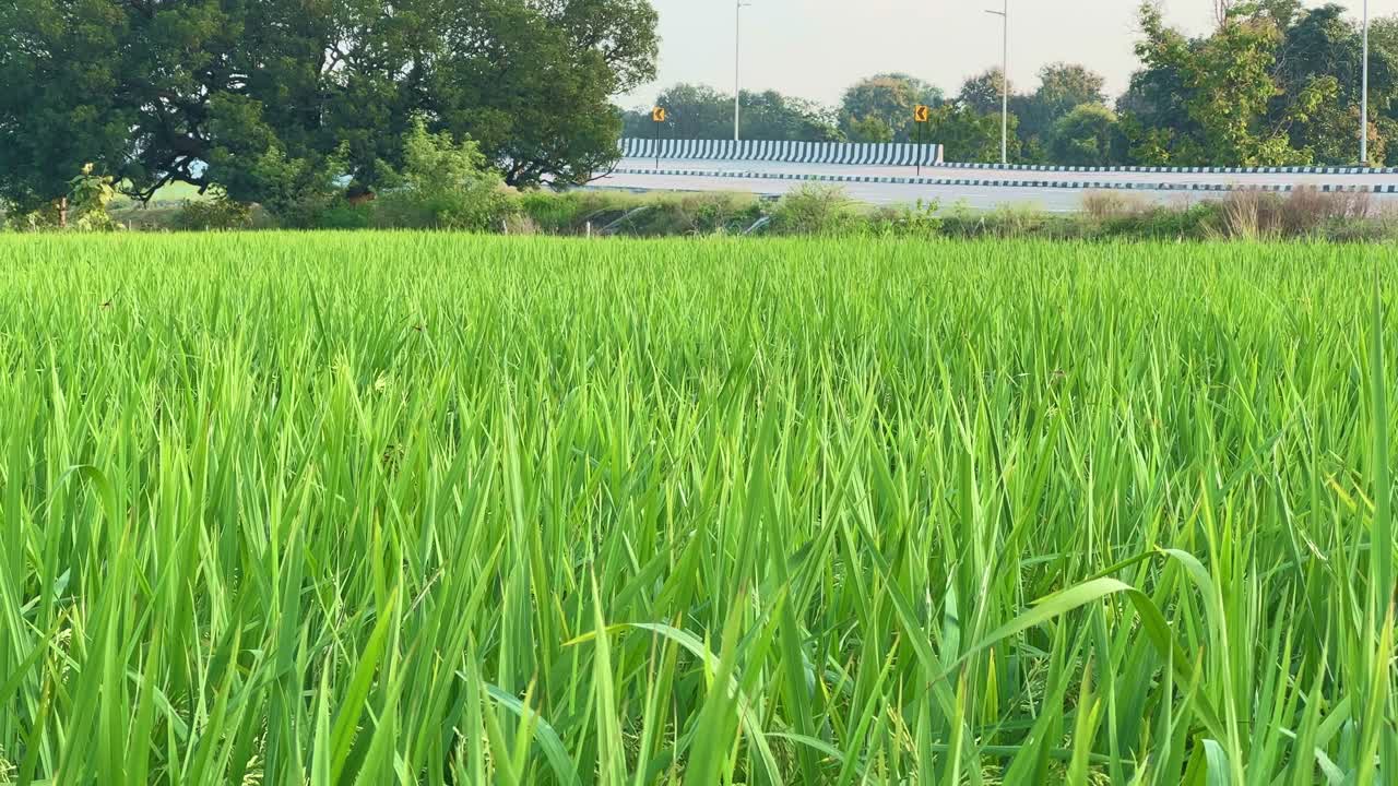A wide view of a lush green paddy field with tall grass swaying near a quiet rural road, capturing the beauty of countryside farming and the harmony between nature and human development
