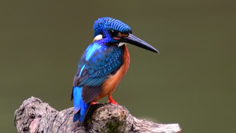 the blue-eared kingfisher is a small kingfisher found in thailand and it is wanted by bird photographers because of its lovely blue ears as it is a small, cute and fluffy blue-feather-ball of a bird