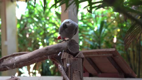 single congo african grey parrot, psittacus erithacus perching on the wood log, chirping and turning around with blurred background at langkawi wildlife park, malaysia, southeast asia, close up shot