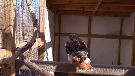 Wounded-red-tailed-hawk-kept-in-enclosure-for-safety,-close-up-view