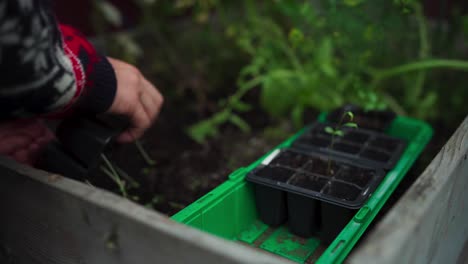 gardener removing seedlings from trays. closeup