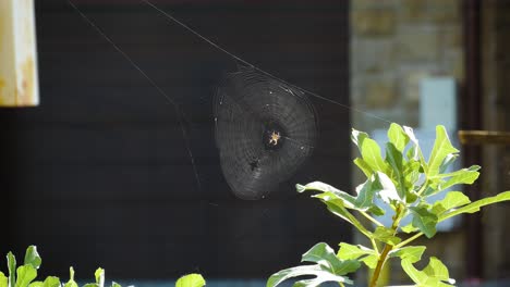 The-spider-has-knit-a-large-web