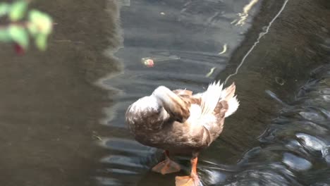 stock footage ducks 10