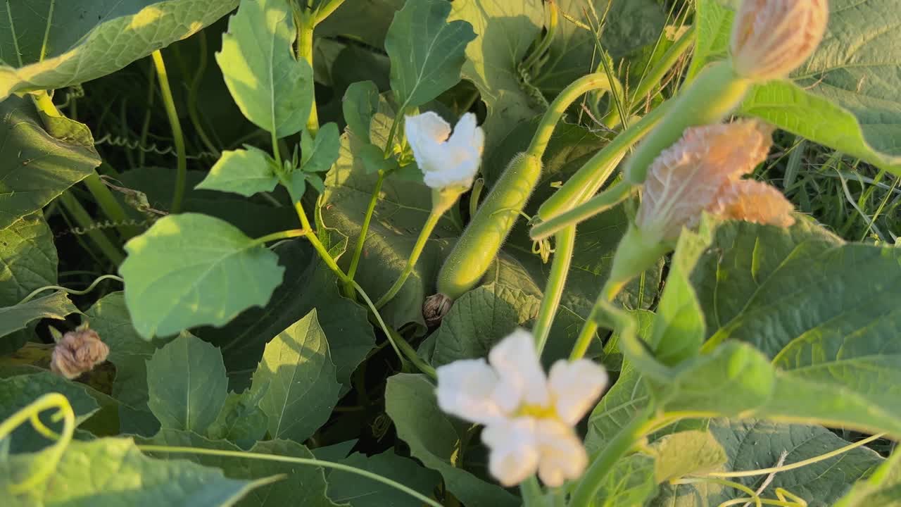 bottle gourd flowering and growing in the field, Bottle gourd with white flower, It is a vine, also known as Calabash, Lagenaria siceraria, white flowered gourd,