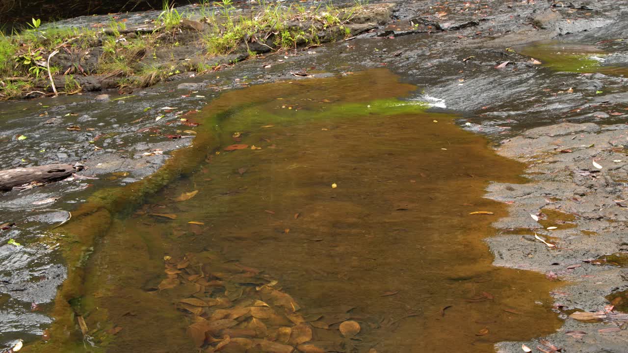 Static wide shot of a clear tropical stream flowing over mossy rocks in Palau jungle