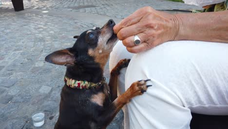 pinscher miniature dog asks for food, cute hungry old dog fed by owner's hand