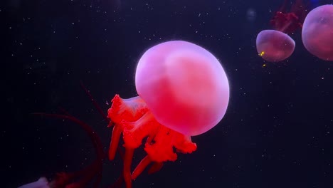 pink and red jellyfish underwater