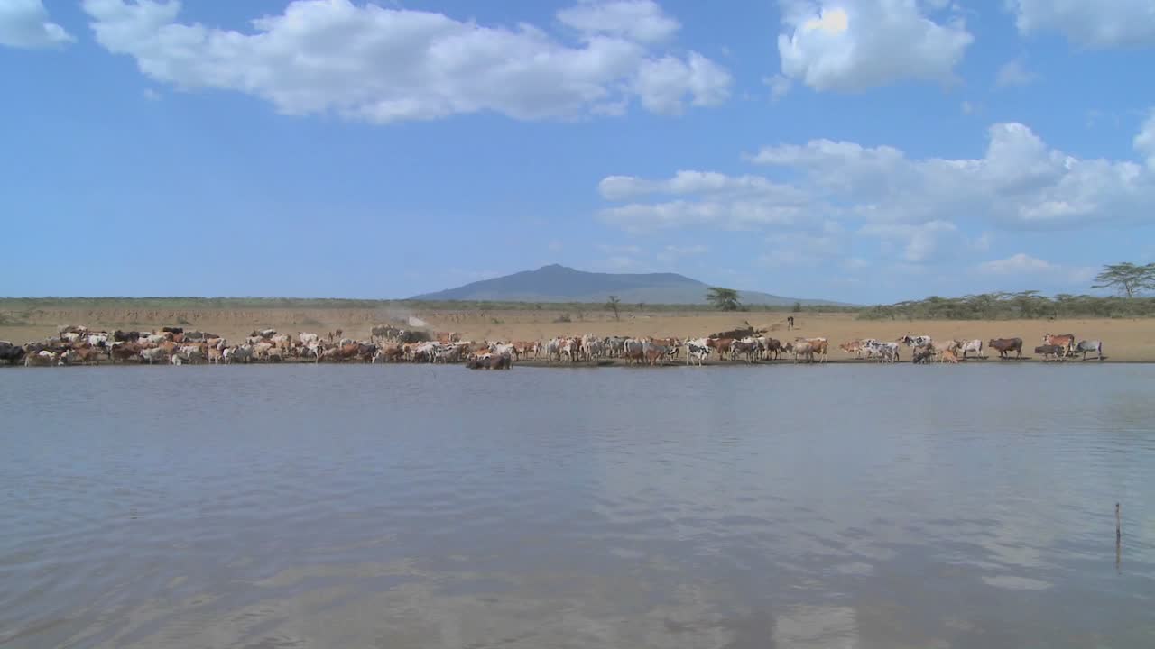 멀리 있는 소와 함께 아프리카의 급수 구멍의 넓은 샷