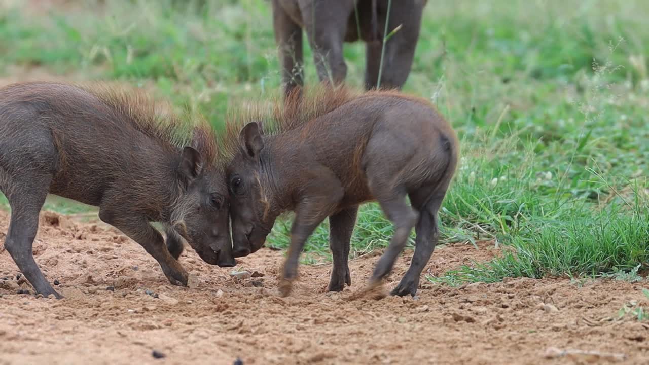 cámara lenta de dos lechones de jabalí peleando en el parque nacional kruger
