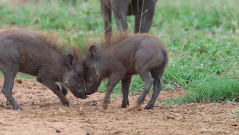 Cámara-Lenta-De-Dos-Lechones-De-Jabalí-Peleando-En-El-Parque-Nacional-Kruger