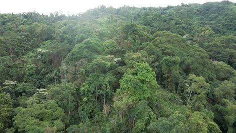 close up drone pan over the dense rainforest floors of the sierra nevada mountains of colombia