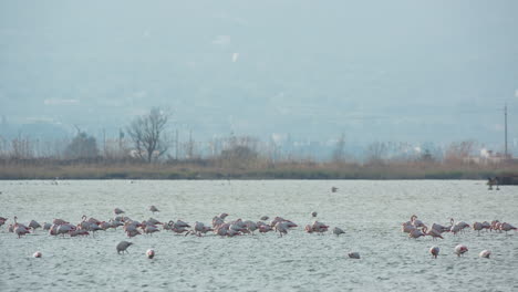 Flamingos-Im-Flachen-Deltawasser-Im-Winter