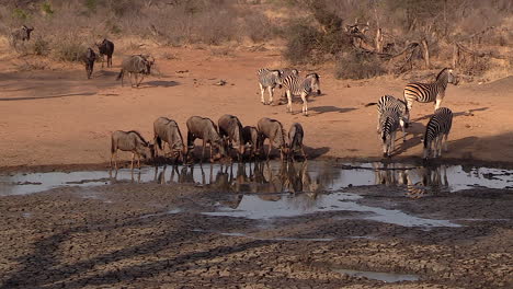 Zebras-Und-Gnus-Trinken-Wasser-Im-Wasserloch.-Handheld