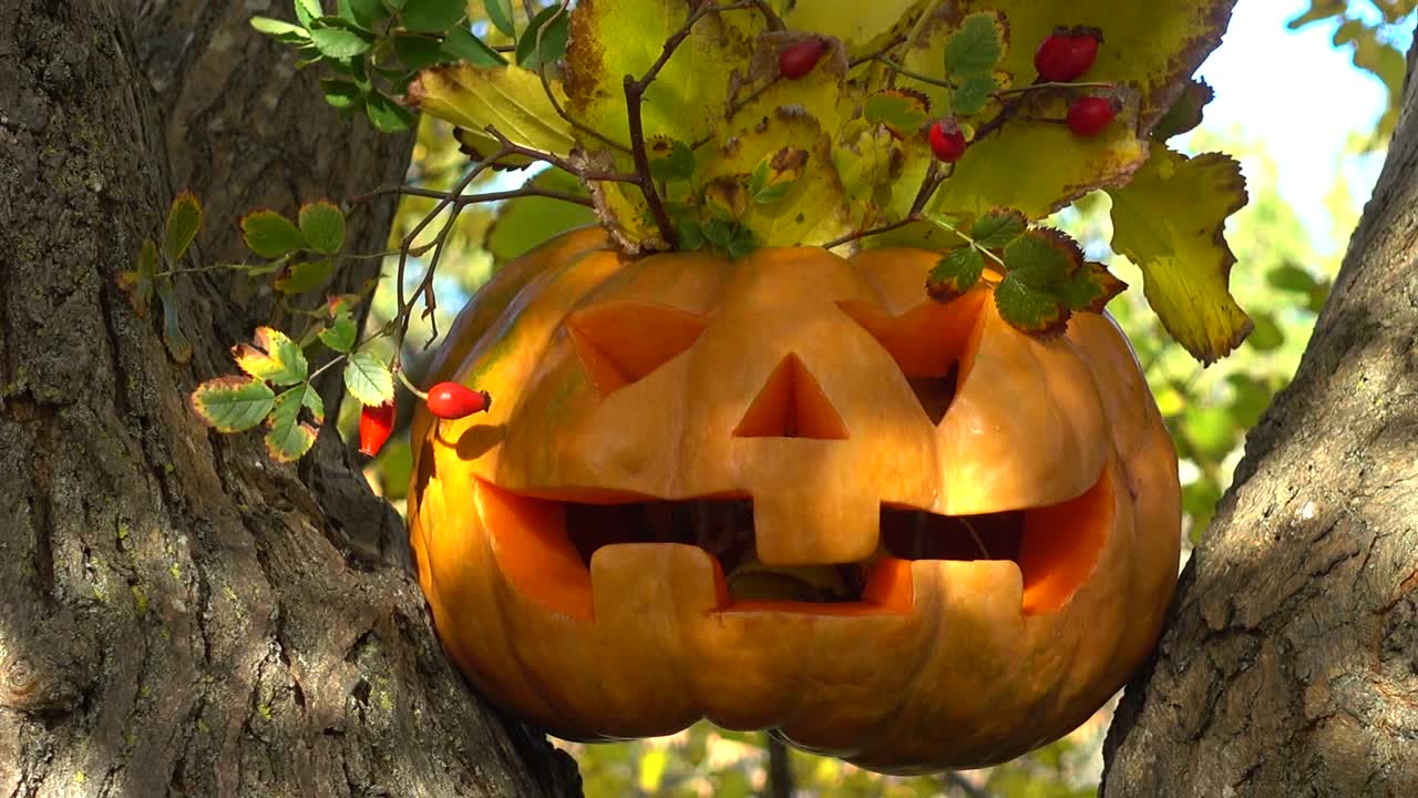 Calabaza de Halloween espeluznante. Fotografiada en un árbol en el bosque.