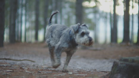 perro schnauzer en miniatura en alerta en un bosque cinematográfico y huyendo