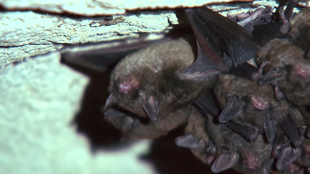 летучая мышь просыпается