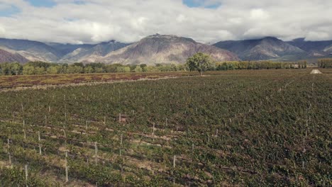 plantación de uvas malbec en el valle de cafayate, ubicada en el norte de argentina