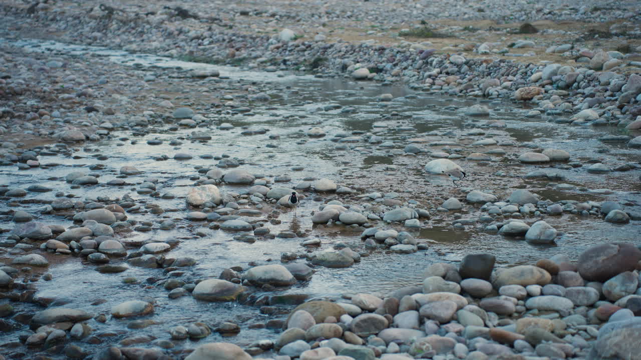 Slow motion Red-Wattled Lapwing bird in Corbett Park, India among stones