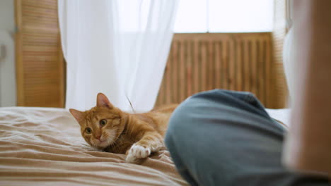 cat playing with thread