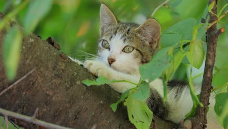 stray kitten on a tree branch. stray cat is an un-owned domestic cat that lives outdoors and avoids human contact: it does not allow itself to be handled or touched, and remains hidden from humans.