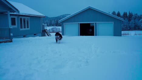 an alaskan malamute is frolicking outdoors in the snowy terrain - static shot