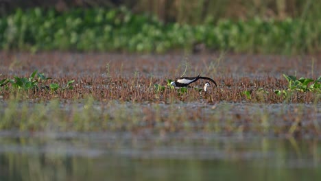 Fasanenschwanz-Jacana-Mattierungsaktivität-In-Feuchtgebieten