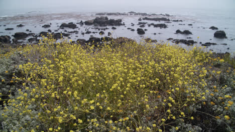 rugged mid-california coast , tilt from yellow wildflowers to ocean with rocks and kelp