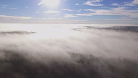 forest surrounded by morning fog illuminated by sunrise rays-1