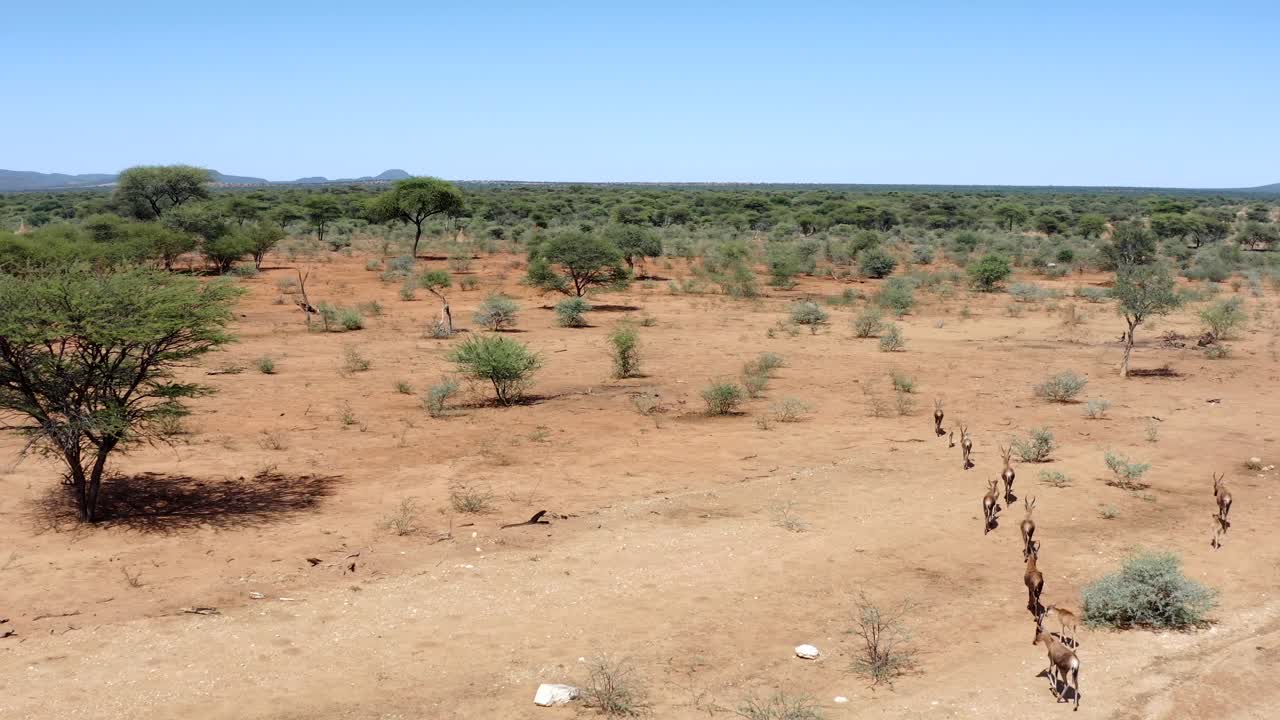 Video aereo di un gruppo di antilopi nella savana africana.