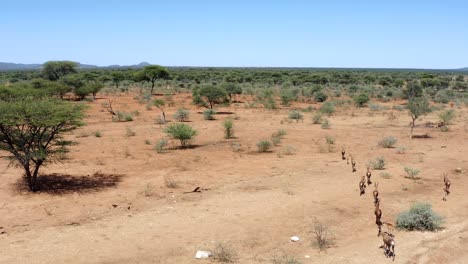 aerial video of group of antelopes in african savanna