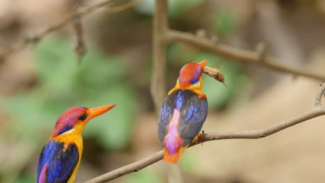 Female-Kingfisher-calls,-male-flies-in-and-offers-a-big-Insect-as-courtship-gift