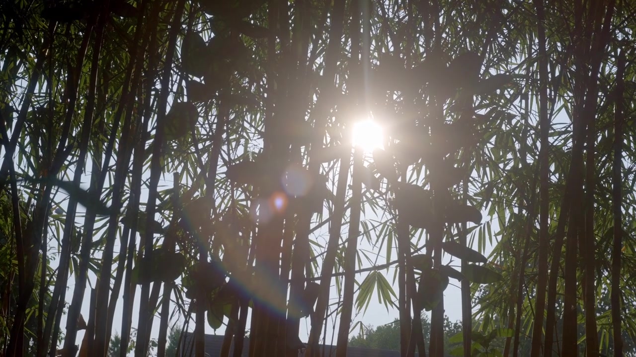 Sinar Matahari Menembus Pohon Bambu - Tampak Dekat