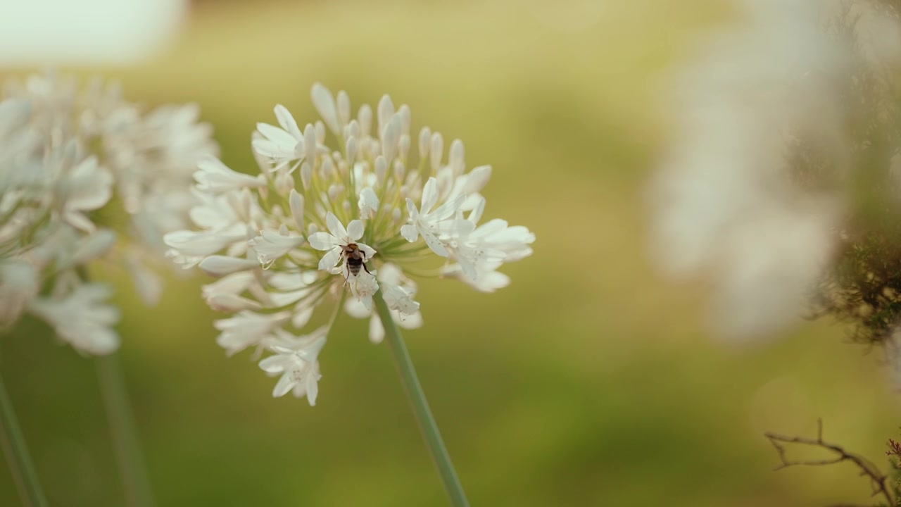Pequeno inseto coletando pólen de uma delicada flor branca de allium, com fundo desfocado suave em verde e amarelo