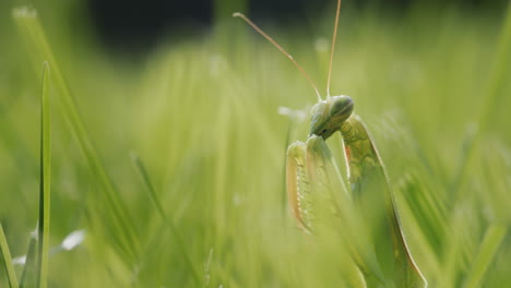 Portrait-of-a-praying-mantis-.-Predatory-insect-in-green-grass.-Side-view