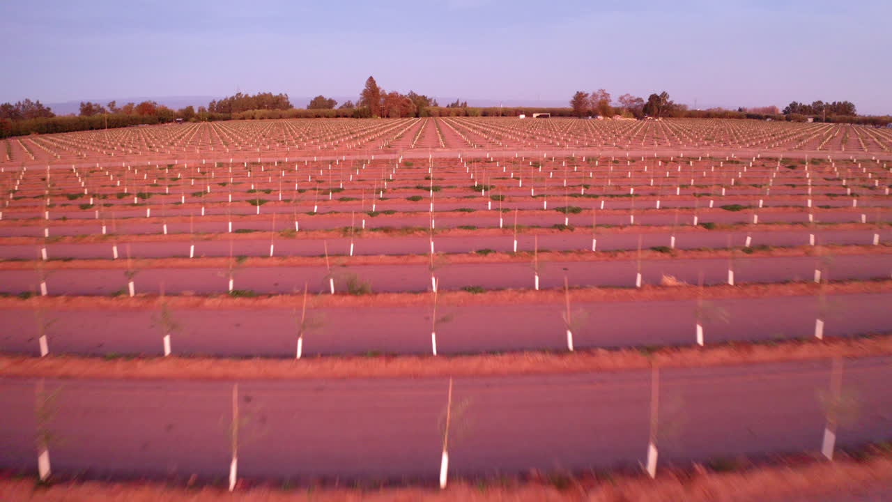 A large agricultural field with young trees planted in orderly rows